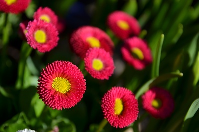 Kostenloses Foto: Blumen im März - pixelio.de